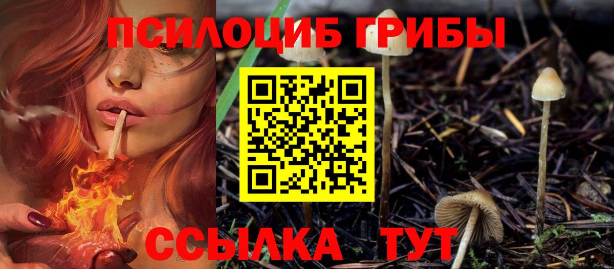 Галлюциногенные грибы Psilocybine cubensis Россия